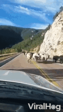 Cows Drive GIF