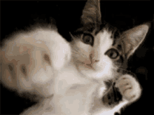 Cat Punch GIF - Cat Punch Box GIFs