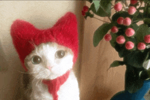 a cat wearing a red hat and scarf looks at the camera