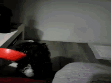 a black dog is standing in a dark room with a red object in its mouth .