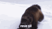 Rosie Rosie Gif GIF - Rosie Rosie Gif Rosiee GIFs