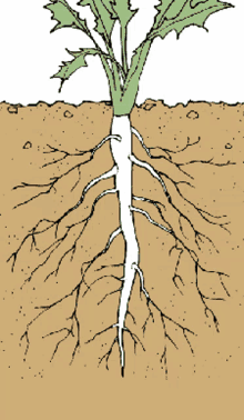 Root Plant GIF