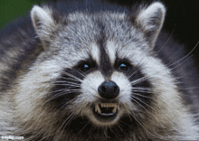a close up of a raccoon with its mouth open and the url imgflip.com at the bottom