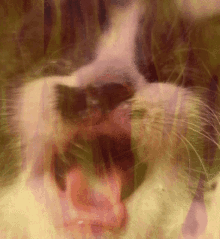 Kitten Rage GIF - Kitten Rage Feed GIFs