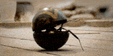 a small bug is sitting inside of a wooden sphere