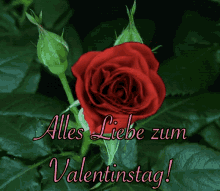 Valentinstag Rose GIF - Valentinstag Rose Alles Liebe GIFs