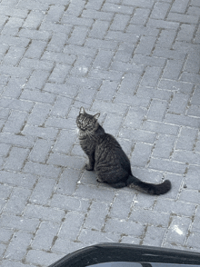 a cat sitting on a brick pavement looking at the camera