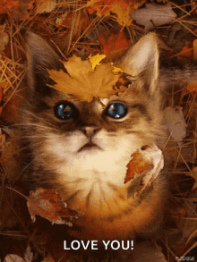 Cute Cat Cute GIF - Cute Cat Cute Falling Leaves GIFs