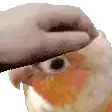 a close up of a person petting a bird .