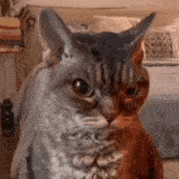 Angry Cat Sour Cat GIF - Angry Cat Sour Cat Cat Meme GIFs