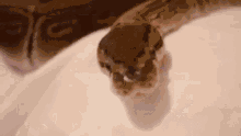 Snake Boop GIF - Snake Boop Blush GIFs