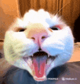 a close up of a white cat 's face with its mouth wide open