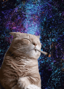 Space Cat GIF - Space Cat Meow GIFs