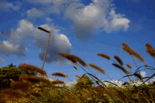갈대 흔들리는 바람 GIF - Reed Waving Wind GIFs