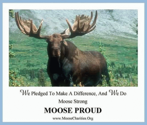 Moose Proud GIF - Moose Proud - Discover & Share GIFs