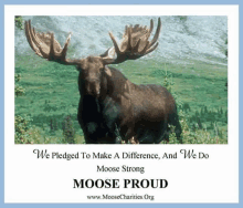 Moose Proud GIF - Moose Proud GIFs