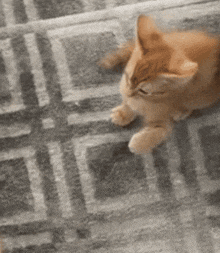 a kitten is laying on a gray and white carpet .