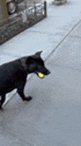 a black dog is holding a tennis ball in its mouth while walking down the sidewalk .