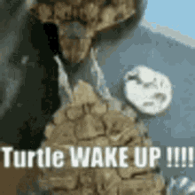 Turtle Sleep GIF - Turtle Sleep Wake Up GIFs