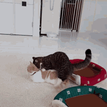 two cats are playing on a rug and one has the word he on it