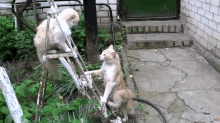 It'S An Up-ladder Battle GIF - Cat Fight Cats Battle GIFs