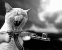 Fuffemberg Cat GIF - Fuffemberg Cat Rage GIFs