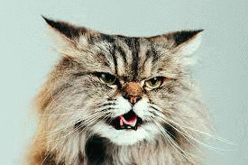 Angry cat animals GIF on GIFER - by Dorinadar