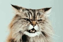 Angry Cat.gif - Pets   - Global Online Forum