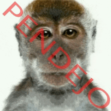 a picture of a monkey with the word pendejo on the bottom