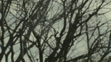a tree with a lot of branches without leaves against a cloudy sky