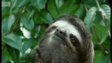 Sloth Sad GIF