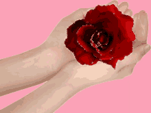 Red Rose GIF - Red Rose On GIFs