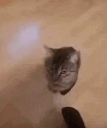 Cat Head Nodding Meme Headbutt Hit Funny Cat Silly Car GIF