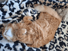 a cat laying on a leopard print blanket