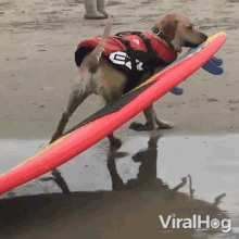 Dragging A Surfboard Dog GIF - Dragging A Surfboard Dog Viralhog GIFs