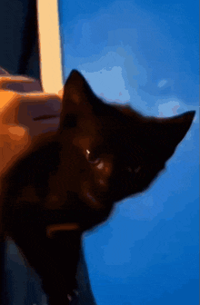 a close up of a black cat against a blue background