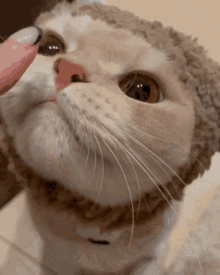 Cat Licks GIF - Cat Licks Hands GIFs