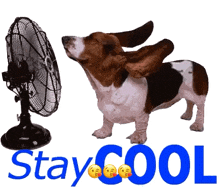Stay Cool Hot GIF