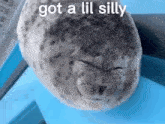 Silly Seal GIF - Silly Seal Wink GIFs