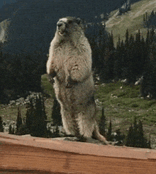 a ground squirrel is standing on its hind legs with the words banbouzeur written on the bottom
