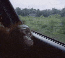 a monkey looks out of a car window with trees in the background