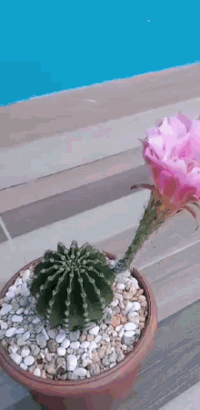 a cactus with a pink flower in a pot