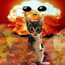 a kitten is standing in front of a huge explosion .