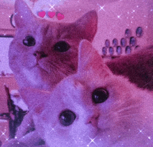 Meowa Cat GIF - Meowa Cat Cute Love GIFs