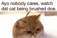 Cat Being Brushed Nobody Cares GIF - Cat Being Brushed Nobody Cares Who Asked GIFs