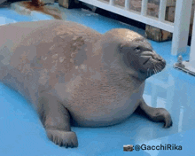 a seal is laying on its back on a blue surface with the hashtag @gacchirika below it