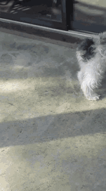 Dogs Famous GIF - Dogs Famous GIFs