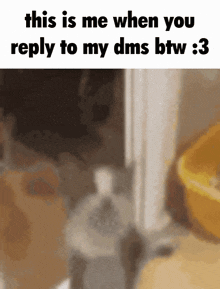 Reply Dms GIF - Reply Dms Cat GIFs