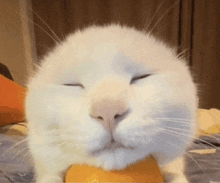 Silly Orange Cat GIF - Silly Orange Cat Cat GIFs
