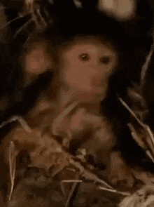 Monkey My Time Has Come GIF - Monkey My Time Has Come Acceptance GIFs